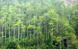 Hướng dẫn thanh lý rừng trồng